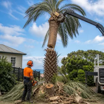 Palm tree debris removal and site clearing in Blairgowrie