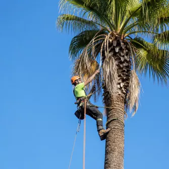 Palm tree trimming with ropes and harness in Blairgowrie