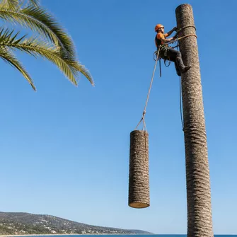 Tall palm tree removal Dromana Vic