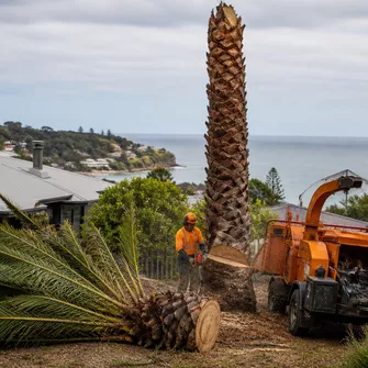Palm tree stump grinding Dromana Vic