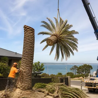 Palm clean-up after removal Dromana Vic