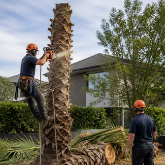 Palm Tree Stump Removal Mornington Vic