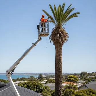 Palm Tree Trimming Mornington Vic