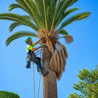 Palm Tree De-nutting Mornington Vic