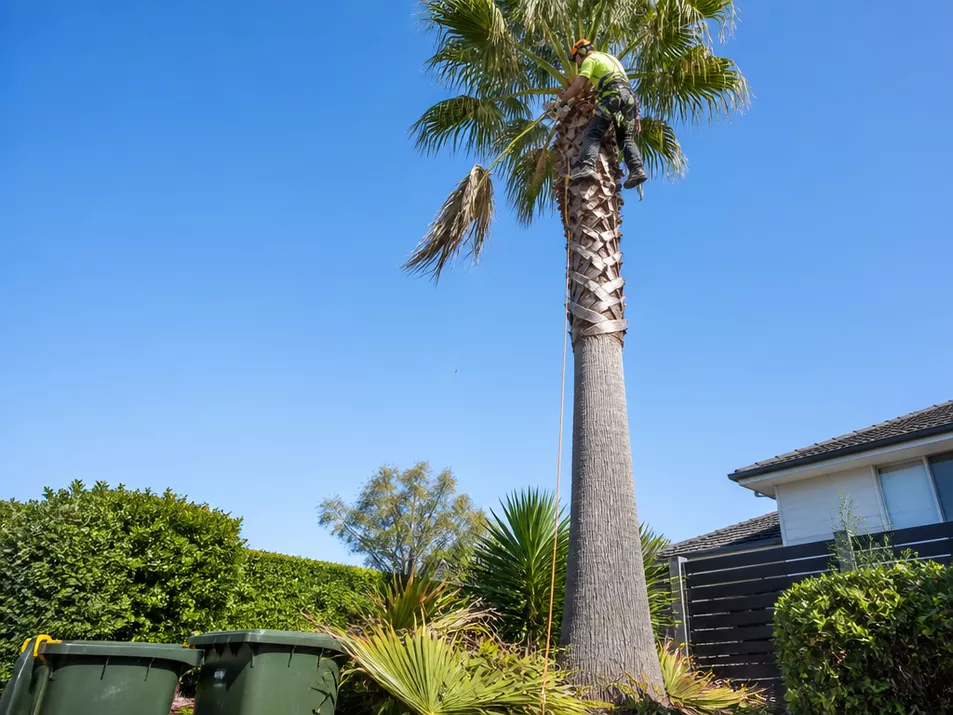Professional palm tree removal in Mount Eliza, Victoria.