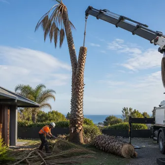 Palm tree being safely lowered by ropes during removal in Mount Eliza