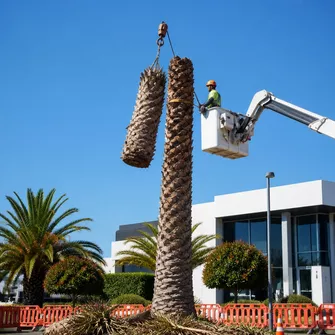Large palm tree being carefully removed from a commercial site