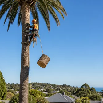 Palm tree felling with safety ropes and equipment