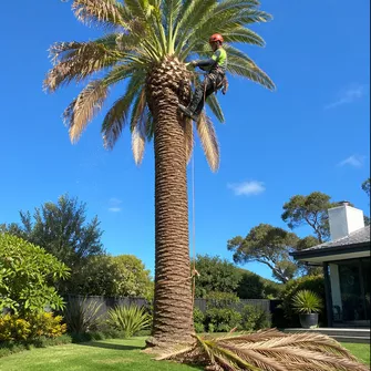 Palm tree removal in progress, Portsea VIC