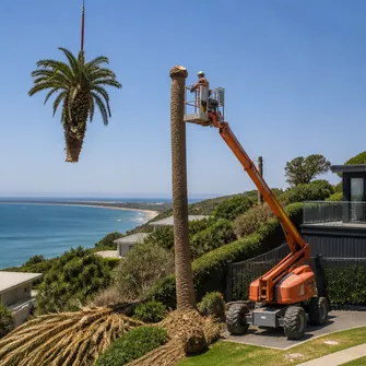 Palm tree removal from a commercial property in Portsea