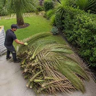Palm frond removal and clean up in Portsea