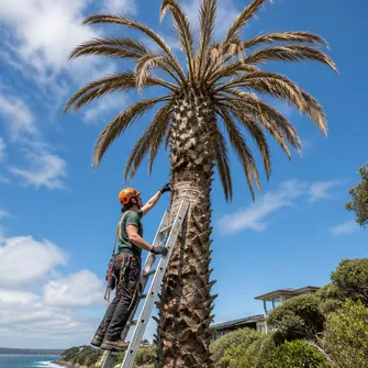 Safely removing a dead palm tree in Portsea
