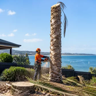Palm tree cutting service with arborist on a tall ladder