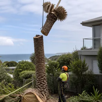 Clean-up after palm tree removal, showing wood chips and cleared area
