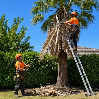Team working together to safely remove palm fronds in Rosebud