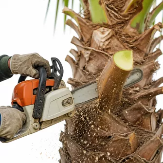Palm Tree Cutting Rye Vic