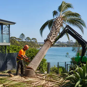Residential Palm Tree Removal Rye Vic