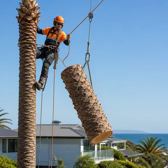 Palm tree being carefully lowered by ropes and pulleys during a removal in Safety Beach