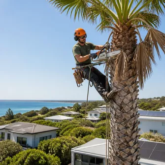 Arborist safely high in a palm tree, cutting fronds with a chainsaw, with Safety Beach homes in the background