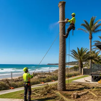 Ground crew clearing trimmed palm fronds and debris with a wood chipper in Safety Beach