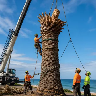 Large palm tree being rigged for removal, with ropes secured and a crane nearby in Safety Beach