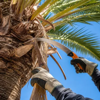 Palm Tree Pruning Sorrento Vic