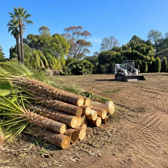 Palm Tree Clearing Sorrento Vic