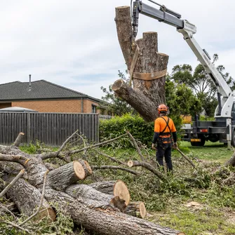 Arborist inspecting a tree for health and safety in Carrum Downs