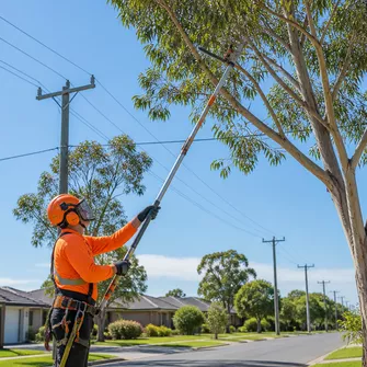 Tree lopping service near a power line in Carrum Downs