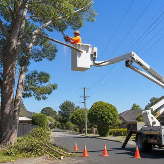 Tree Lopping Langwarrin