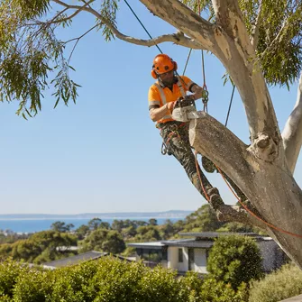 Tree cutting service in Mount Eliza