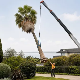 Palm tree removal in Mount Eliza