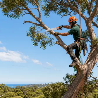 Tree pruning and shaping in Mount Eliza