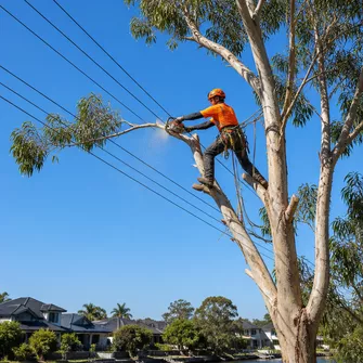 Tree lopping for power line clearance in Patterson Lakes