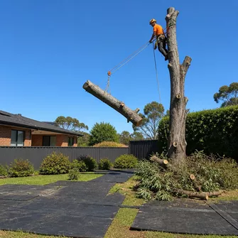 Large tree removal in a residential Pearcedale backyard.