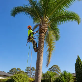 Palm tree removal in Pearcedale, showing careful lowering of fronds.