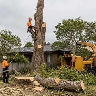 Clean-up after tree removal, showing wood chippings and cleared area in Pearcedale.