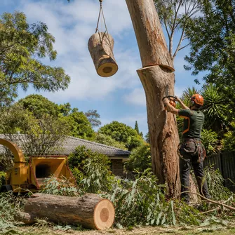 Tree Cutting Seaford