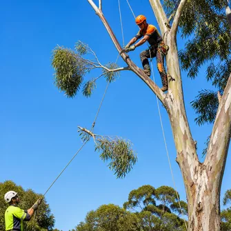 Tree Lopping Seaford