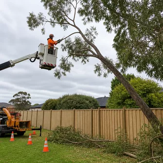 Hazardous tree removal in Skye