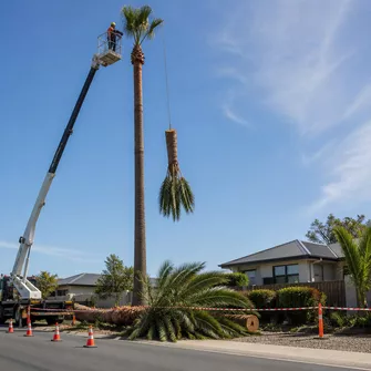 Palm tree removal in Skye