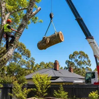 Large tree removal in Somerville, VIC