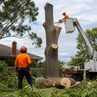Stump grinding after tree removal in Somerville, VIC
