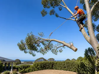 Expert Tree Removal