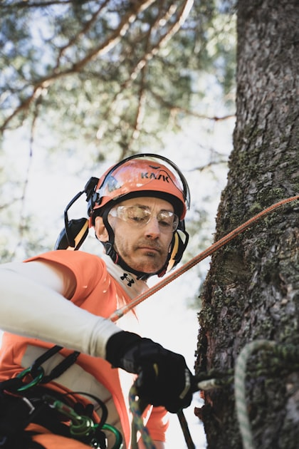 Understanding Hazardous Trees
