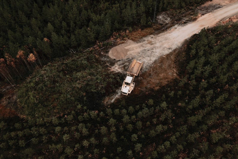 Tree Disposal Services Explained