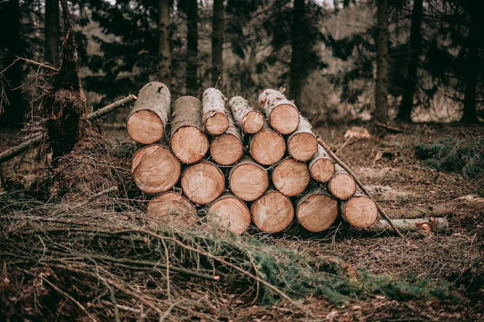 The Role of Certified Arborists