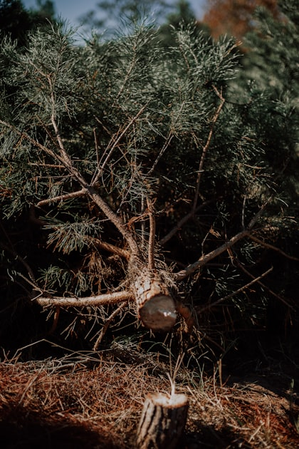 Safe Tree Removal in Mornington Peninsula